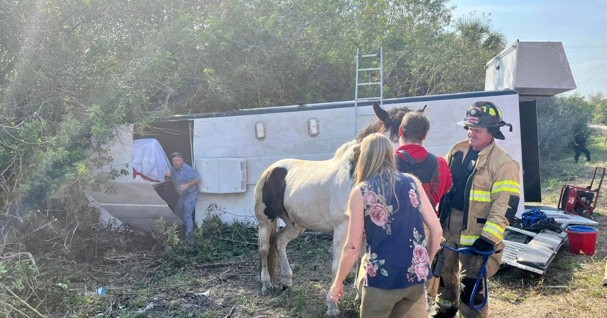 The Importance of Horse Trailer Safety Features Explained